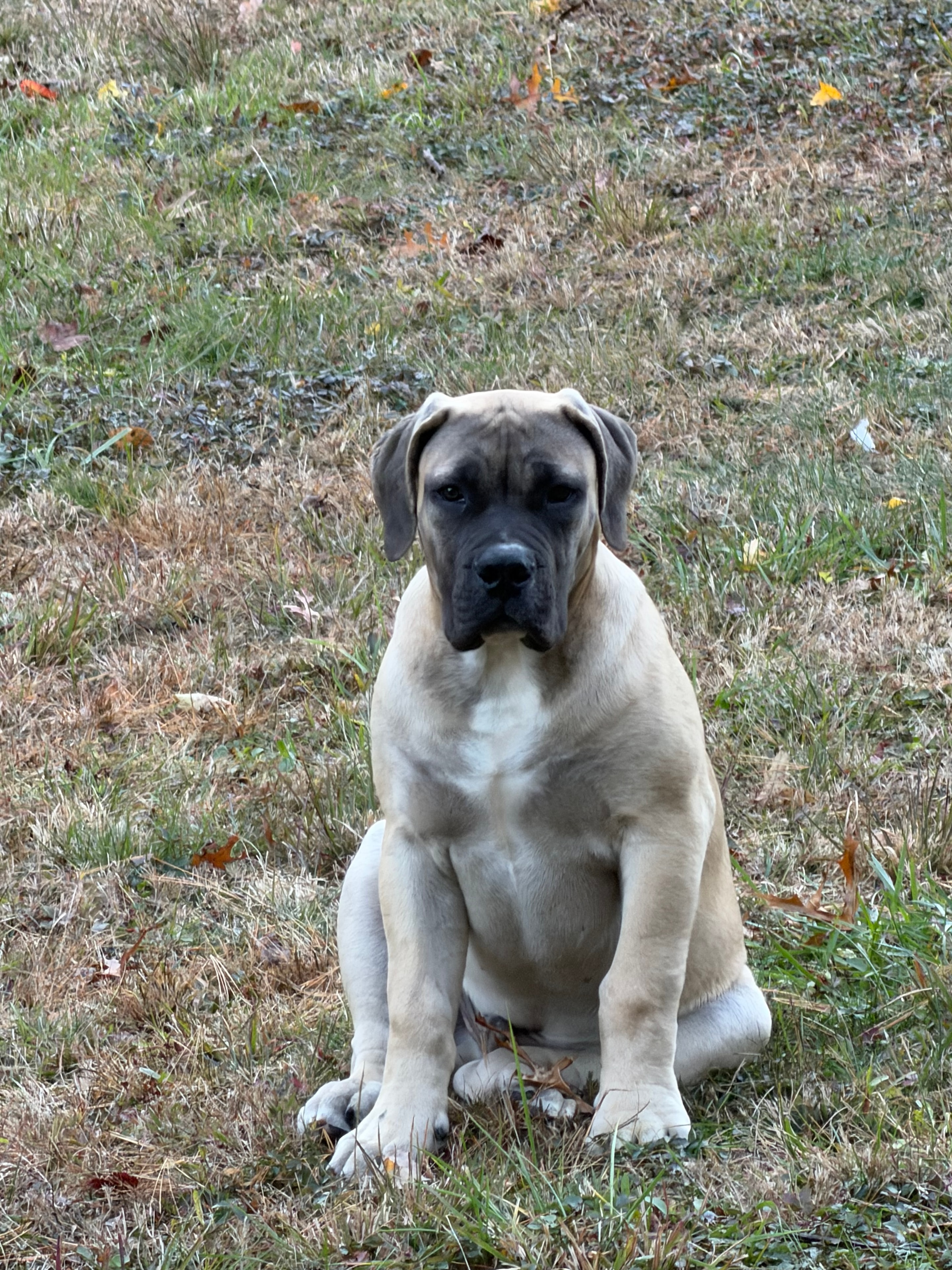 Black Iron Larry, our young Boerboel male, sitting on the grass