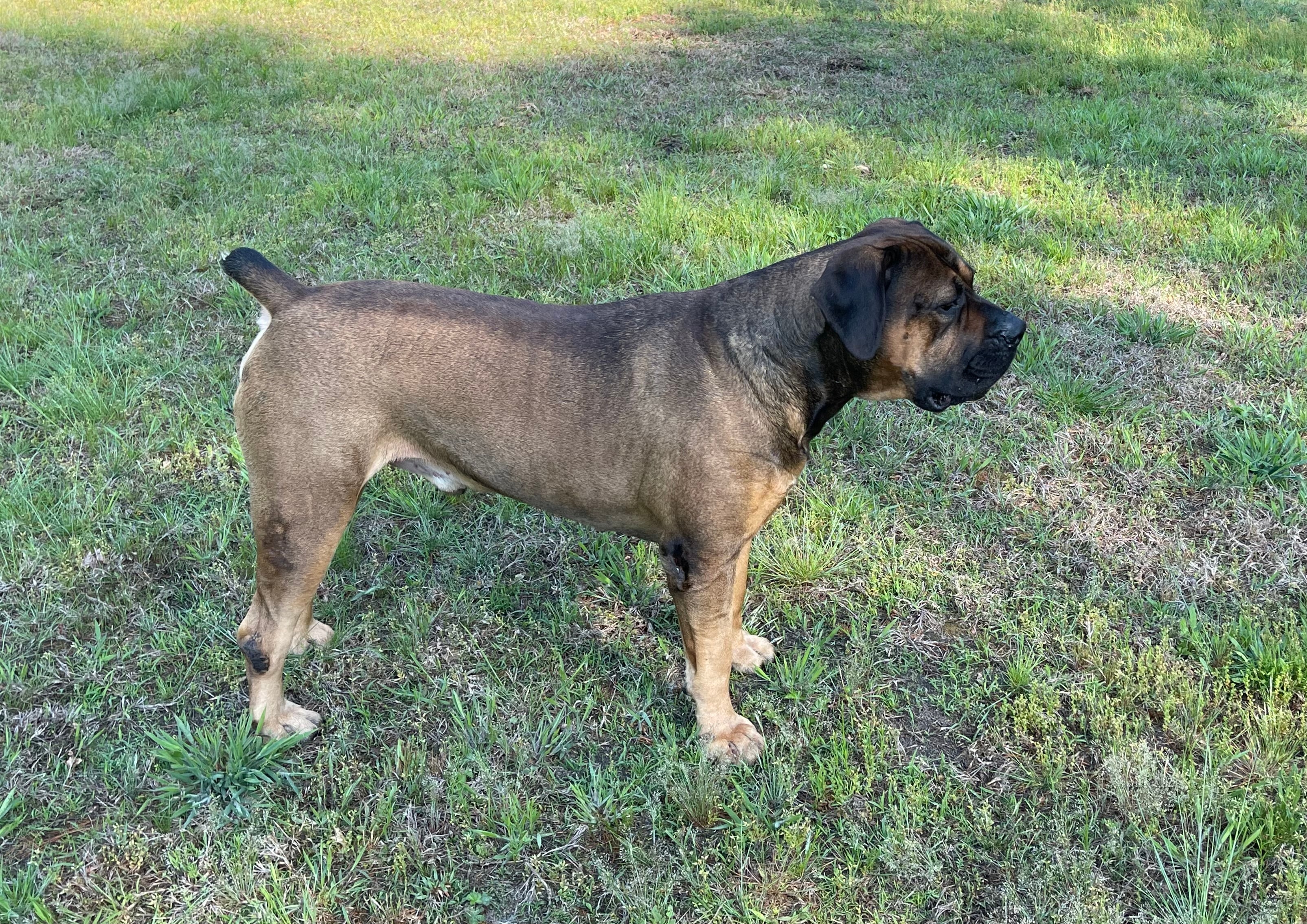 Titan, our nine-year-old Boerboel, standing on the grass
