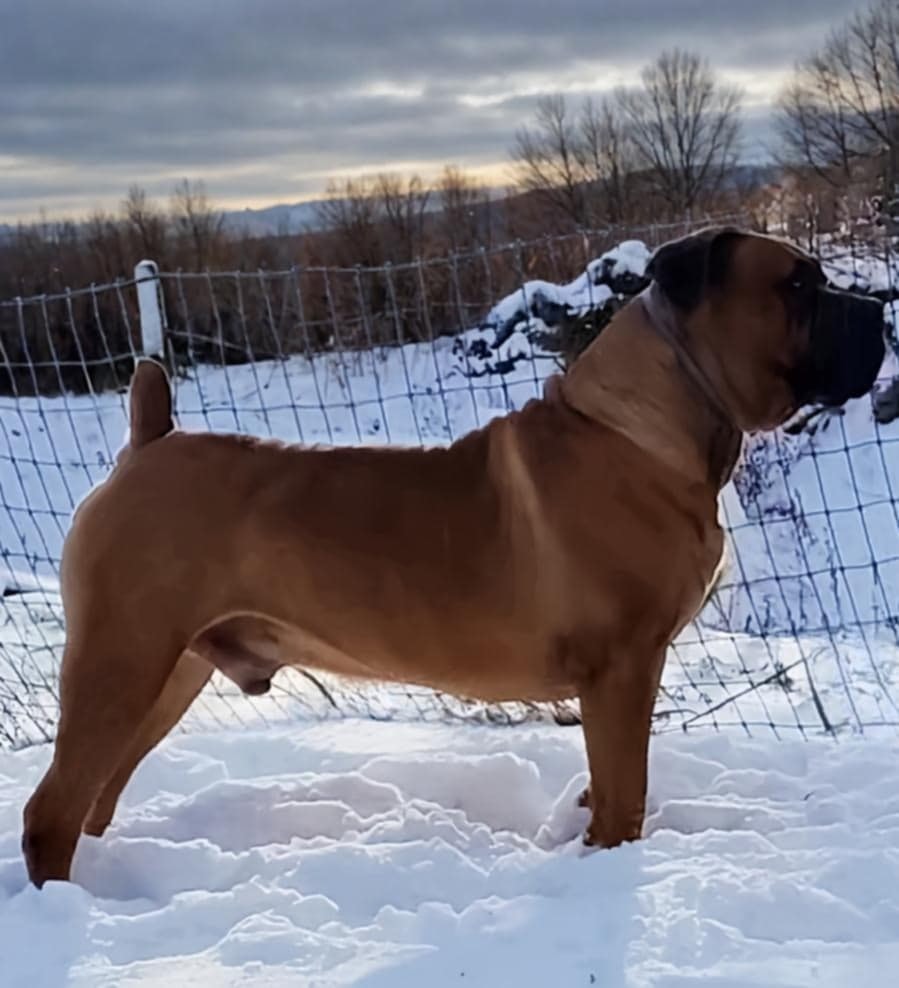 Klein Sandfontein Olof I standing in profile in the snow